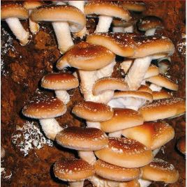 Шиітаке міцелій зерновий (Україна)