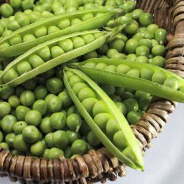 Болеро семена гороха овощного (May Seeds)