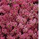 Аліссум Діп Роуз Фейворіт (Deep Rose Favourite)