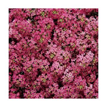 Аліссум Діп Роуз Фейворіт (Deep Rose Favourite)