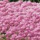 Алиссум Фаворит Пінк (Pink)