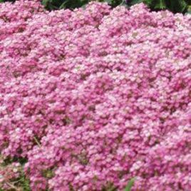 Алиссум Фаворит Пінк (Pink)