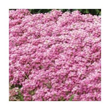 Алиссум Фаворит Пінк (Pink)