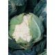 Фати F1 семена капусты цветной (May Seeds)
