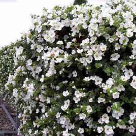 Бакопа Адам White (біла)