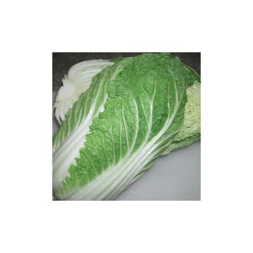 Микадо F1 семена капусты пекинской ранней 50-60 дн. 2-2,5 кг (Satimex СДБ)