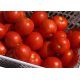 Шаста (INX 1575 F1) семена томата дет. (Innova Seeds)