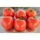INX 1579 F1 семена томата дет. (Innova Seeds)