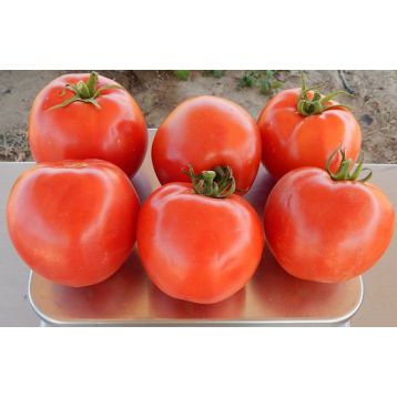 INX 1579 F1 семена томата дет. (Innova Seeds)