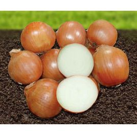 Хейдес F1 насіння цибулі ріпчастої жовтої (Advanta)