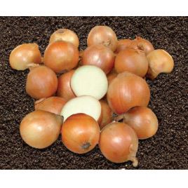 Скалдіс F1 насіння цибулі ріпчастої жовтої (Advanta)