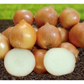 Стартер F1 насіння цибулі ріпчастої жовтої (Advanta)