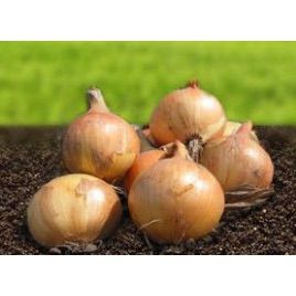 Скапіно F1 насіння цибулі ріпчастої жовтої (Advanta)