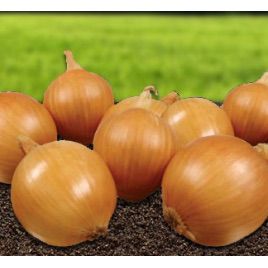 Шерпа F1 насіння цибулі ріпчастої жовтої (Advanta)