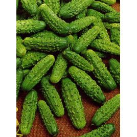 Парижсьий корнишон насіння огірка бджолоопилюваного (Rem seeds)