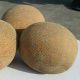 Ананас семена дыни (Rem seeds)