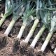 Старозагорський камус насіння цибулі порей (Semo)