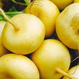 Золотой Шар семена репы (Свитязь)
