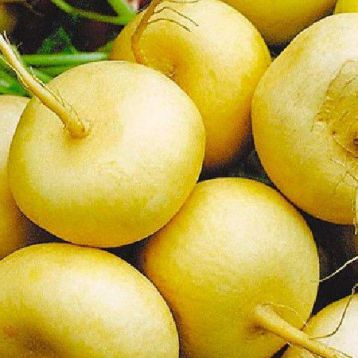 Золотой Шар семена репы (Свитязь)