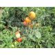 Томат Ламантін F1