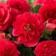 Бегония Делюкс Red (красная) махровая