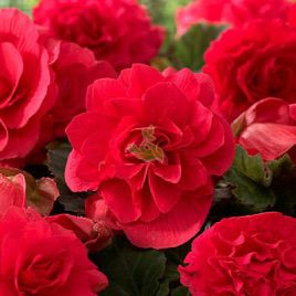 Бегония Делюкс Red (красная) махровая
