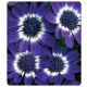 Цинерарія Вероніка Blue насіння (Kitano Seeds)
