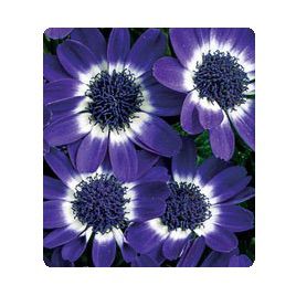Цинерарія Вероніка Blue насіння (Kitano Seeds)