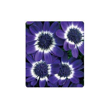 Цинерарія Вероніка Blue насіння (Kitano Seeds)
