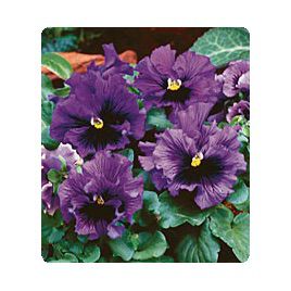 Карусель Blue семена фиалки (Kitano Seeds)