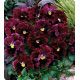 Карусель Burgundy семена фиалки (Kitano Seeds)