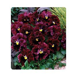 Карусель Burgundy семена фиалки (Kitano Seeds)
