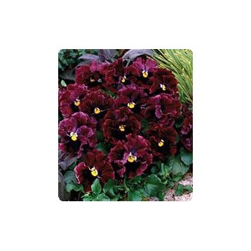 Карусель Burgundy семена фиалки (Kitano Seeds)