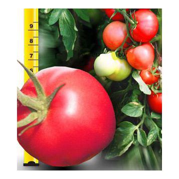 Малиновый Звон семена томата дет. (Свитязь)