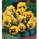 Карусель Yellow насіння фіалкі (Kitano Seeds)