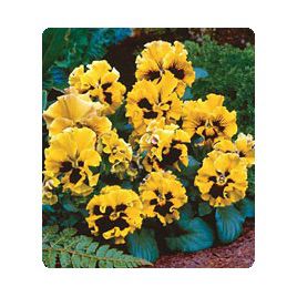 Карусель Yellow семена фиалки (Kitano Seeds)