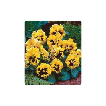 Карусель Yellow насіння фіалкі (Kitano Seeds)