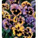Карусель Yellow / Blue семена фиалки (Kitano Seeds)