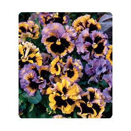 Карусель Yellow / Blue семена фиалки (Kitano Seeds)