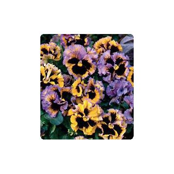 Карусель Yellow / Blue семена фиалки (Kitano Seeds)