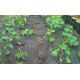 Агроволокно AGROSTOP черное (плотность 50г/м2) (Marma)