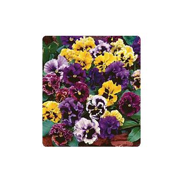 Карусель Formula mix семена фиалки (Kitano Seeds)