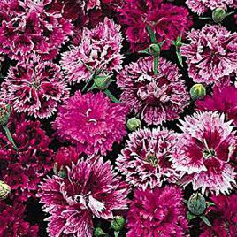 Онтаріо Mix насіння гвоздики китайської махрової дражоване (Kitano Seeds)