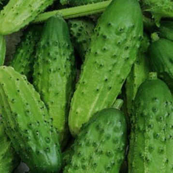 Зубрьонок F1 насіння огірка бджолозапильні (Елітний ряд)