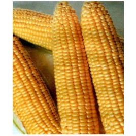 Димакс F1 семена кукурузы суперсладкой (May Seeds)