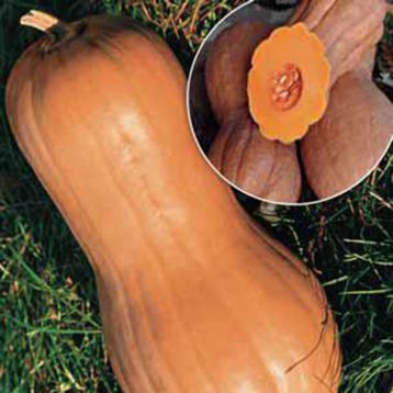 Виолина семена тыквы (Euroseed)