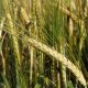 Ячмень Гелиос вторая репродукция (Украина)