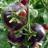 Биг Блек семена томата дет. черного (Euroseed)
