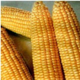 Танем F1 семена кукурузы суперсладкой (May Seeds)