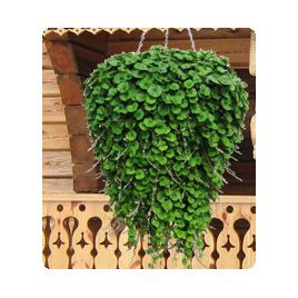 Діхондра Пенелопа Green
